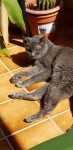 1. gatito mayor tomando el sol