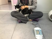 13. gato presión en el suelo