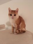 2_desarrollo_Gatito