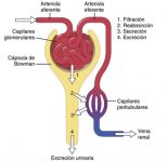 4-nefrona