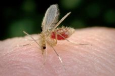 Figura 7. flebotomo alimentandose (portal veterinaria)