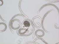Foto 7a_Aelurostrongylus abstrusus L1 following lung digestion
