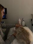Paciente felino siendo sometido a una ecografía rápida torácica